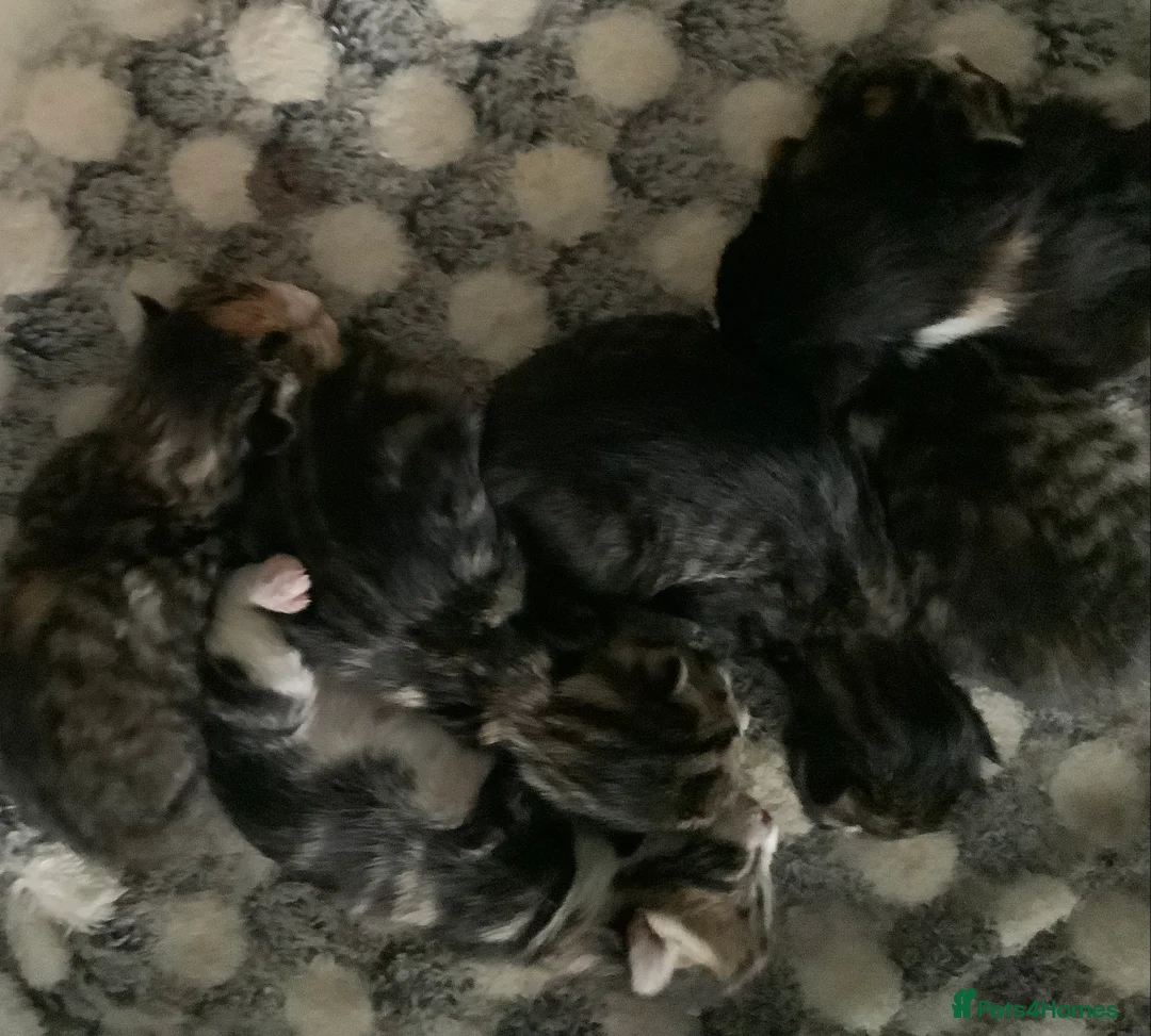 Maine Coon cats for sale: Mainecoon Cross  - Advert 5