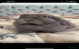 Dwarf Lop rabbits for sale: Beautiful cuddly mini lop bunny in York - Image 2