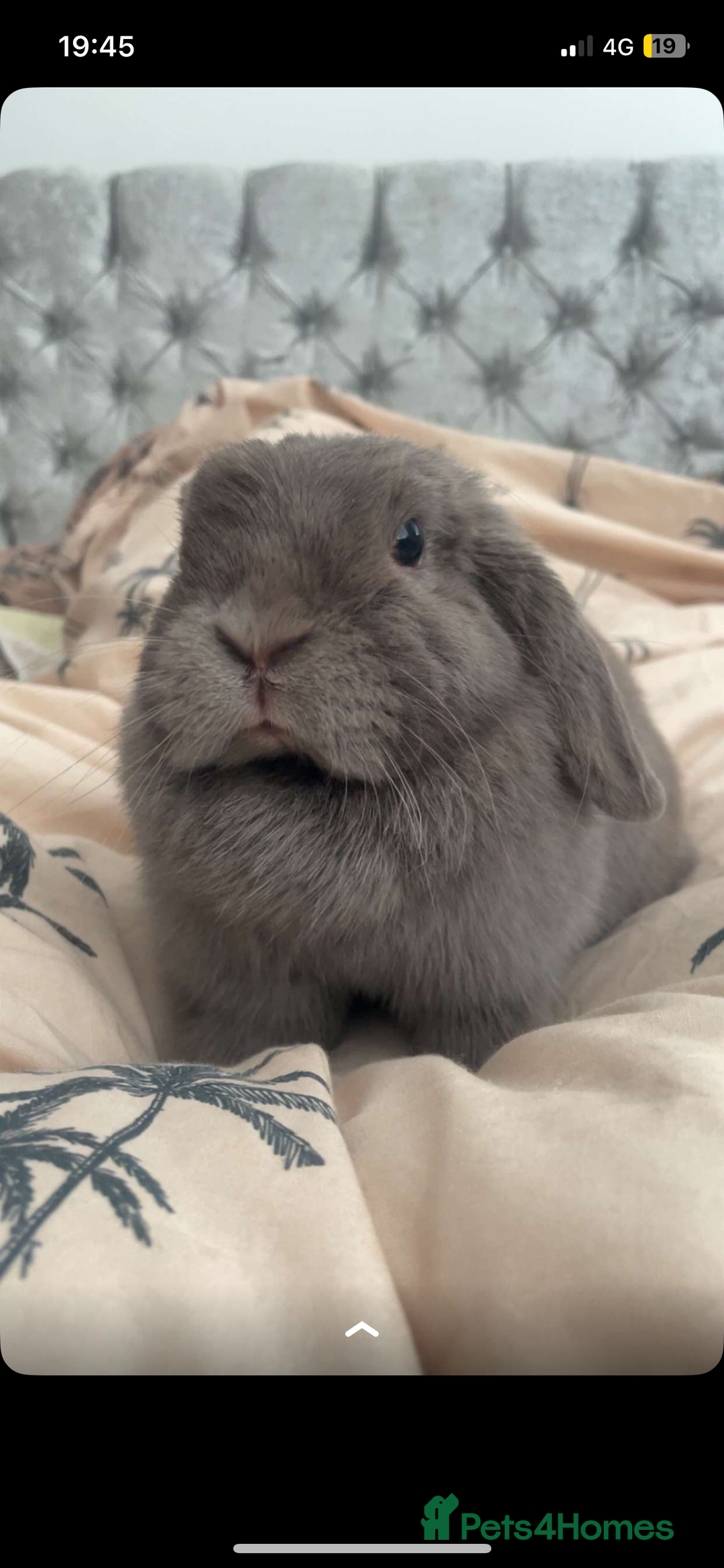Dwarf Lop rabbits for sale: Beautiful cuddly mini lop bunny in York - Image 2