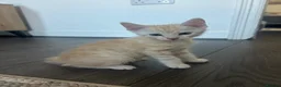 Mixed Breed cats for sale: Beautiful Mixed breed kittens for sale - Advert 3