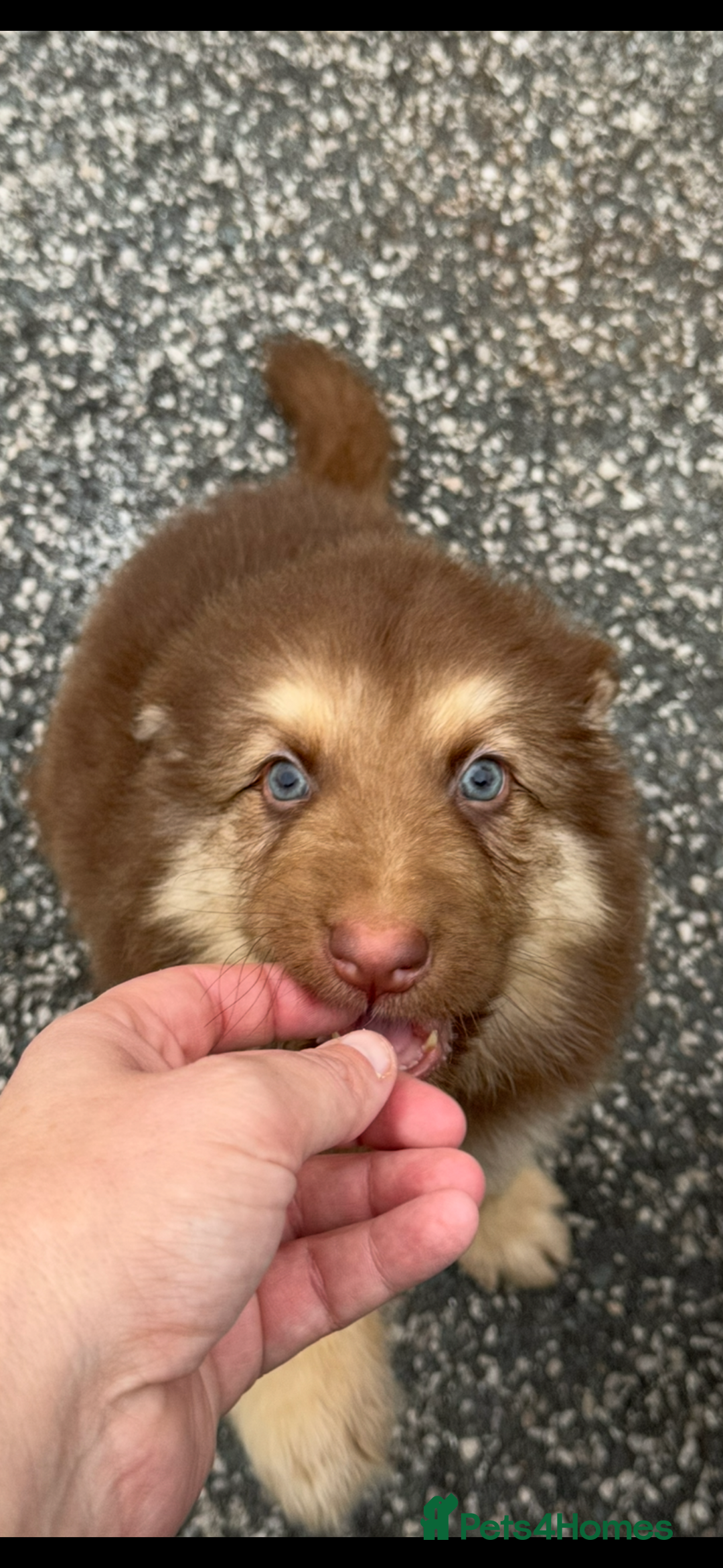 German Shepherd dogs for sale: Beautiful mixed coloured heath tested German sheps - Image 11