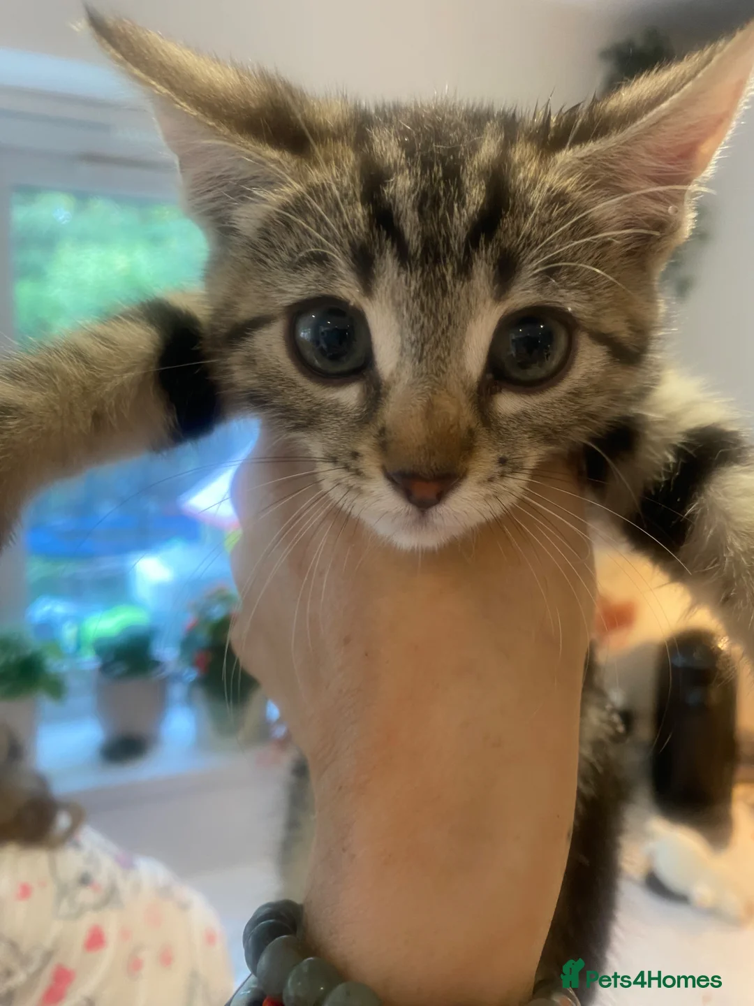 Bengal cats for sale: One little female Bengal x - Advert 12