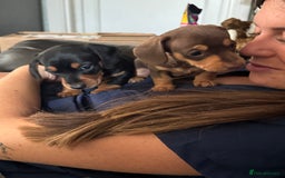 Miniature Dachshund dogs for sale: Gorgeous KC reg miniature Dachshund puppies  - Image 28