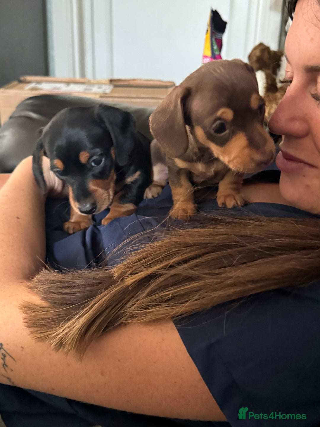 Miniature Dachshund dogs for sale: Gorgeous KC reg miniature Dachshund puppies  - Image 28