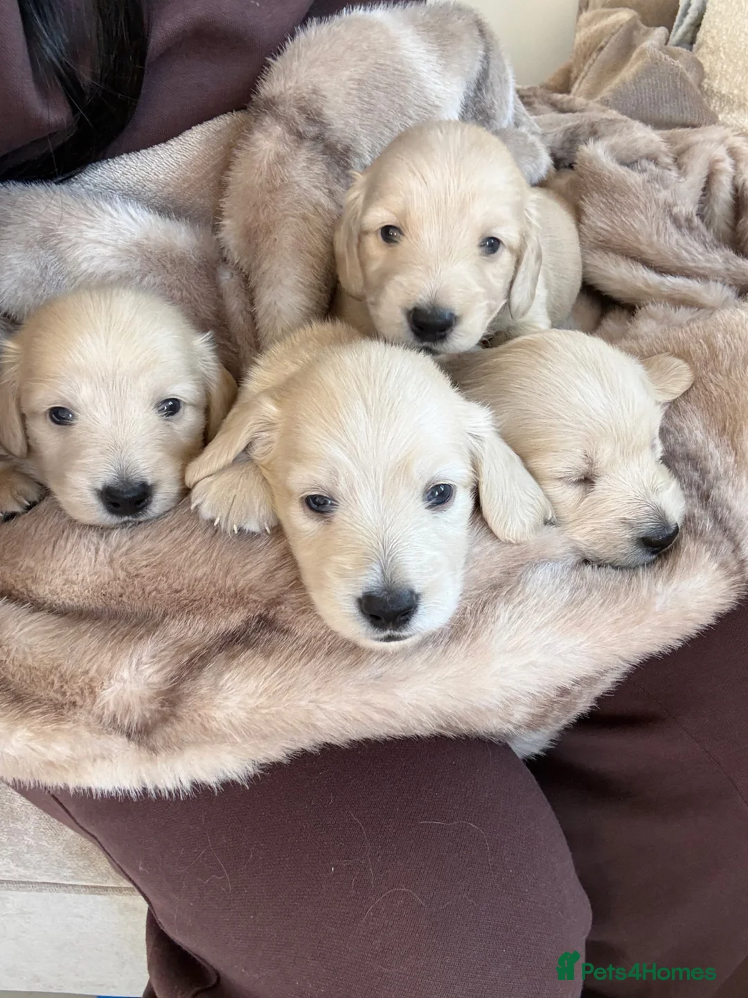 Miniature Dachshund dogs for sale: Long haired KC reg English cream dachshund puppies - Advert 2