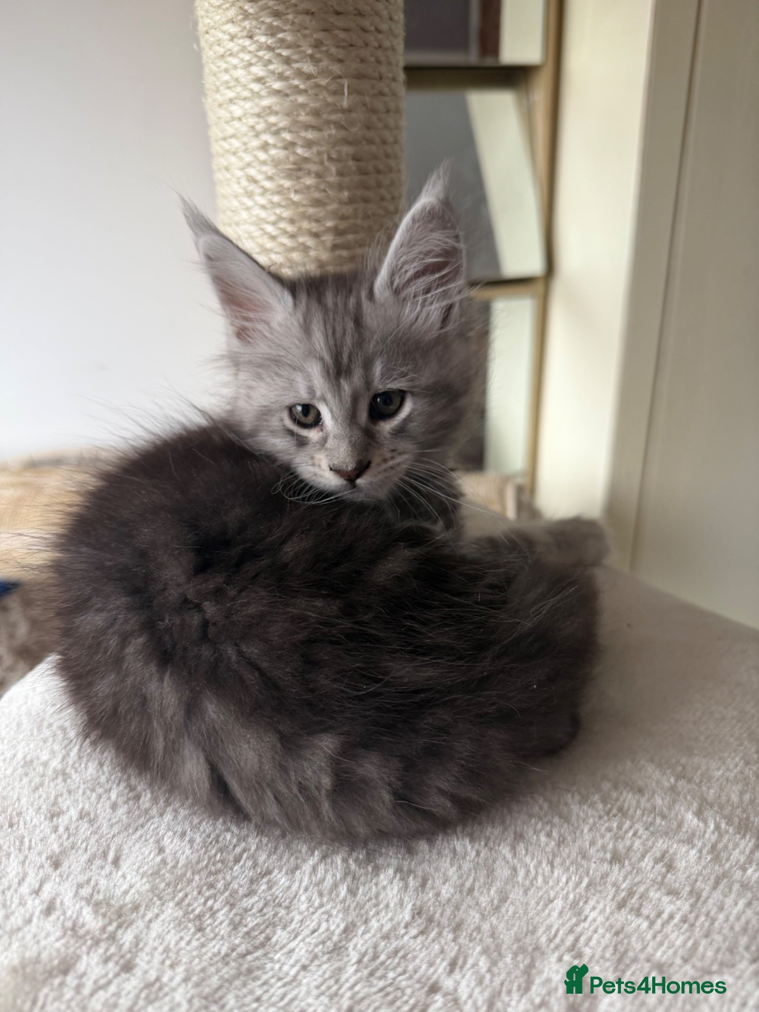 Maine Coon cats Champion bloodlines Maine Coon Kittens 🏆 Active! - Advert 9