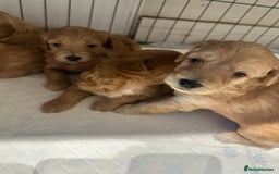 Cockapoo dogs for sale: Beautiful tiny cockapoos!  - Image 19