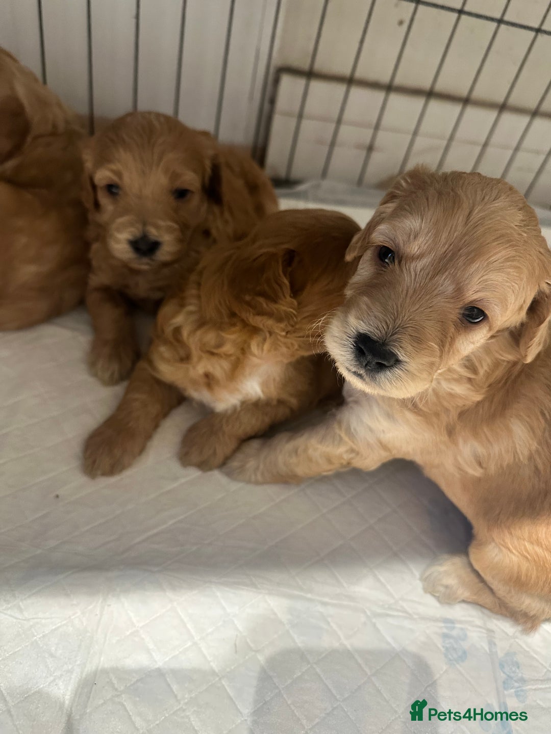 Cockapoo dogs for sale: Beautiful tiny cockapoos!  - Image 19
