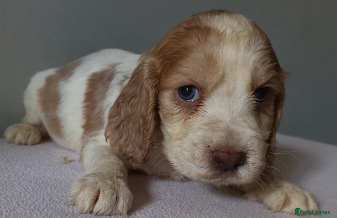 Cocker Spaniel dogs for sale: Cocker spaniel puppies  - Image 6