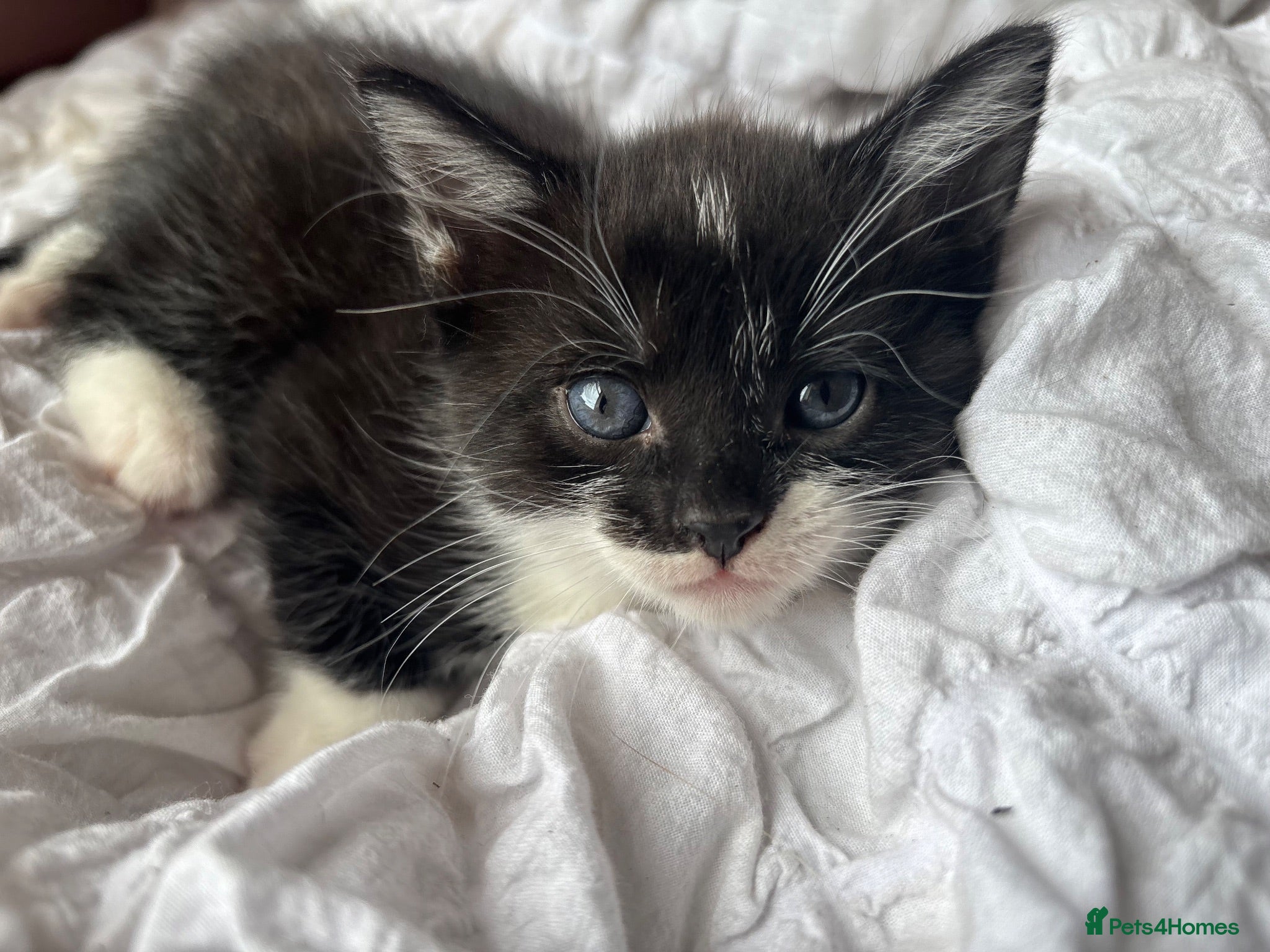 Mixed Breed cats Black & White Kitten, Female - Advert 3