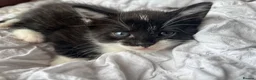 Mixed Breed cats for sale: Black & White Kitten, Female in Stoke-on-Trent - Advert 1
