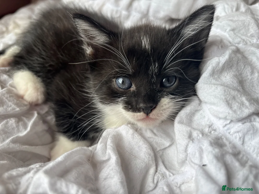 Mixed Breed cats for sale: Black & White Kitten, Female in Stoke-on-Trent - Advert 1