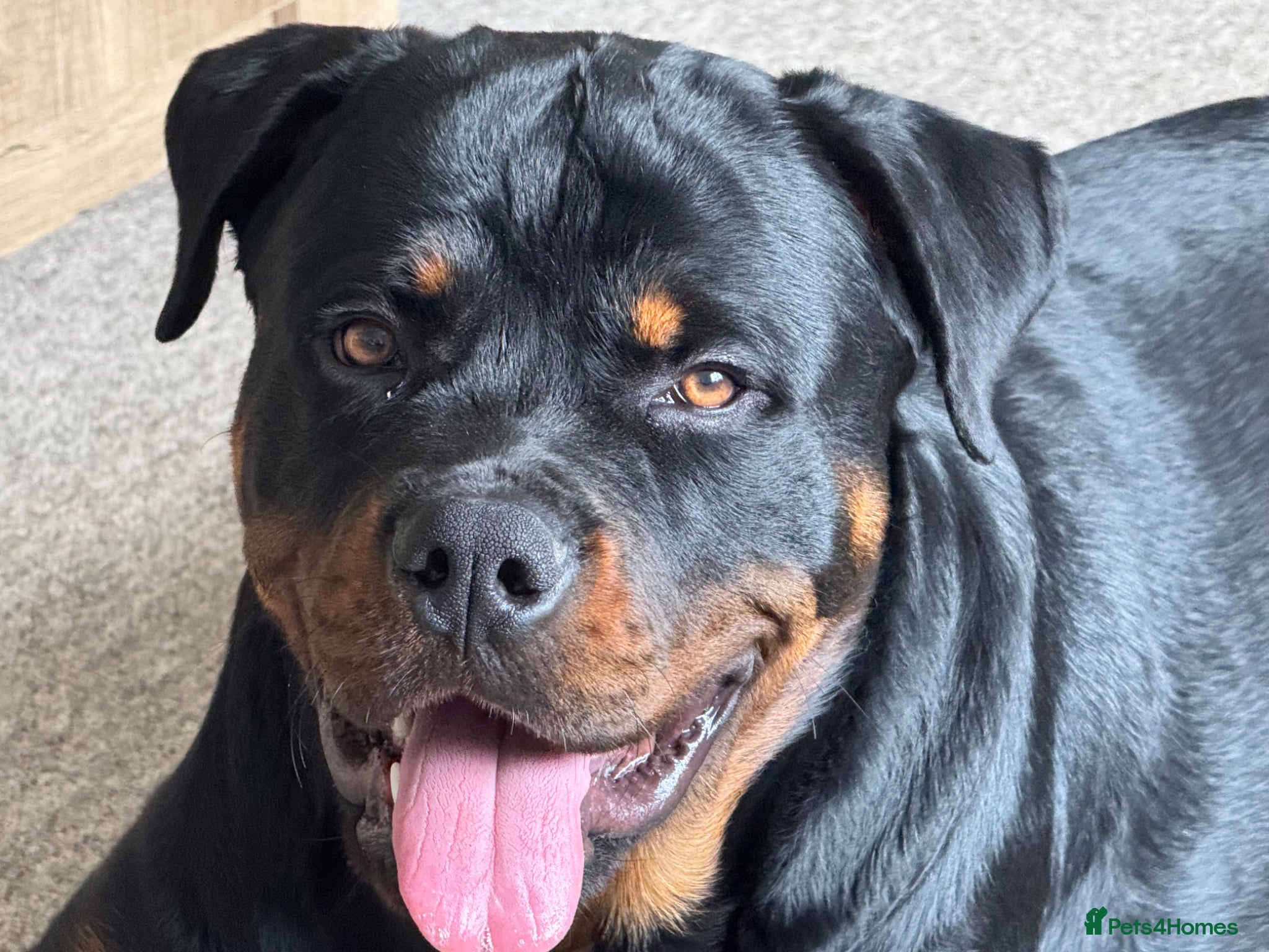 Rottweiler dogs Gorgeous boy for stud - Advert 5