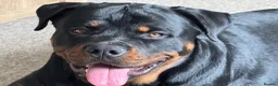 Rottweiler dogs for stud: Gorgeous boy for stud - Advert 1