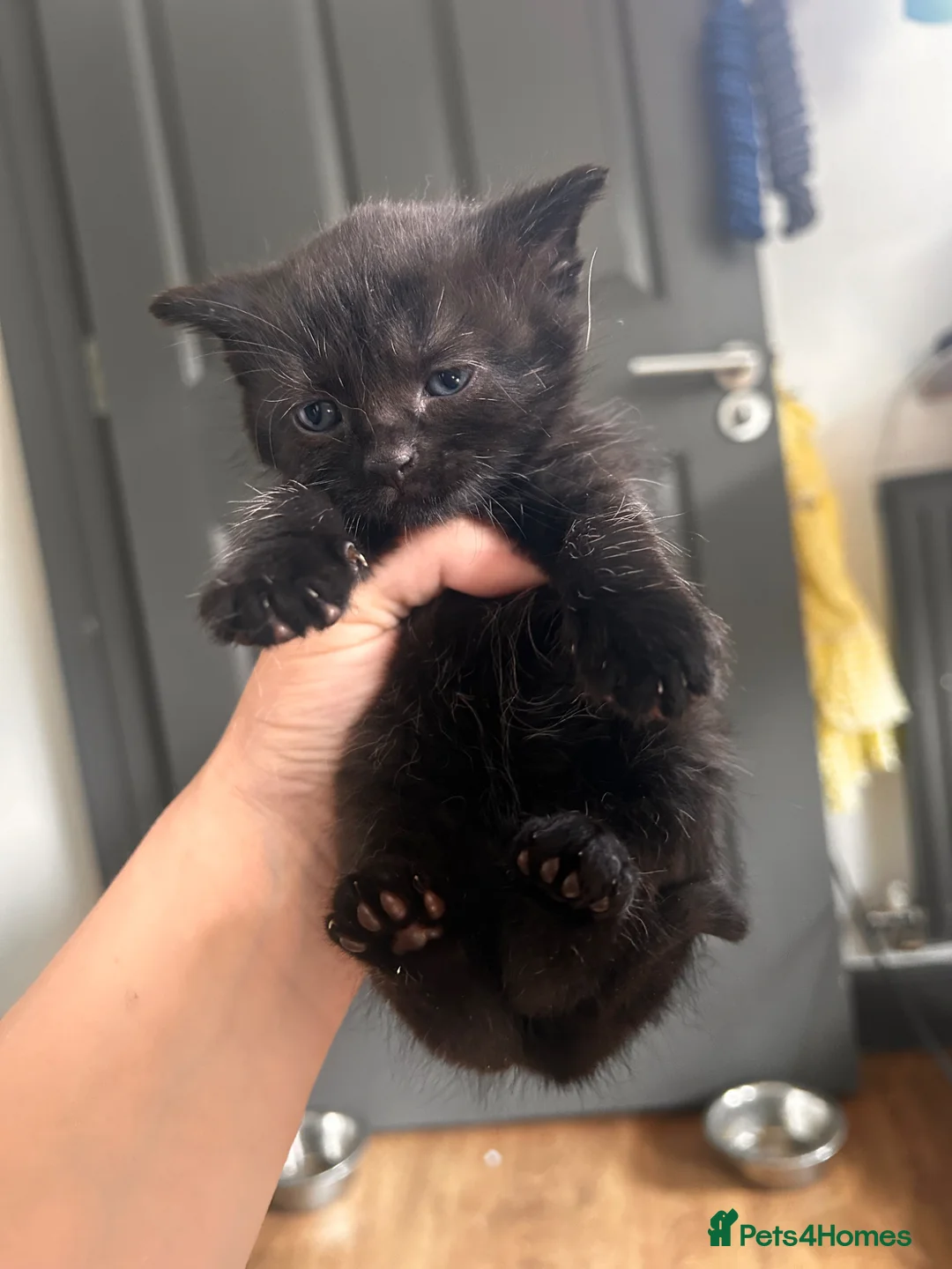 Mixed Breed cats for sale: 14 beautiful kittens for sale  - Advert 13