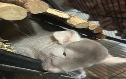 Chinchilla rodents for sale: Two female chinchillas and cage  - Image 7