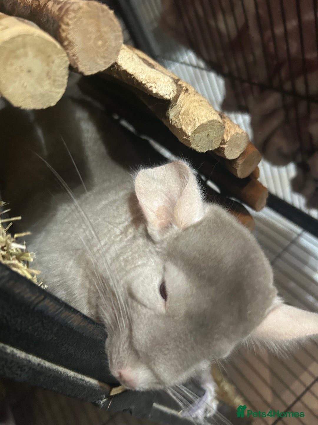 Chinchilla rodents for sale: Two female chinchillas and cage  - Image 7