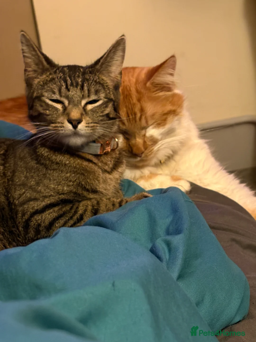 Mixed Breed cats for sale: 3 beautiful female kittens  - Advert 2