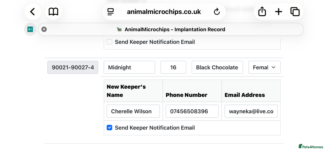 Bombay cats for sale: 3 black Bombay kittens female - Advert 5