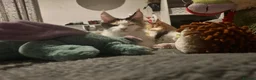 Maine Coon cats for sale: Maine Coon - Advert 3