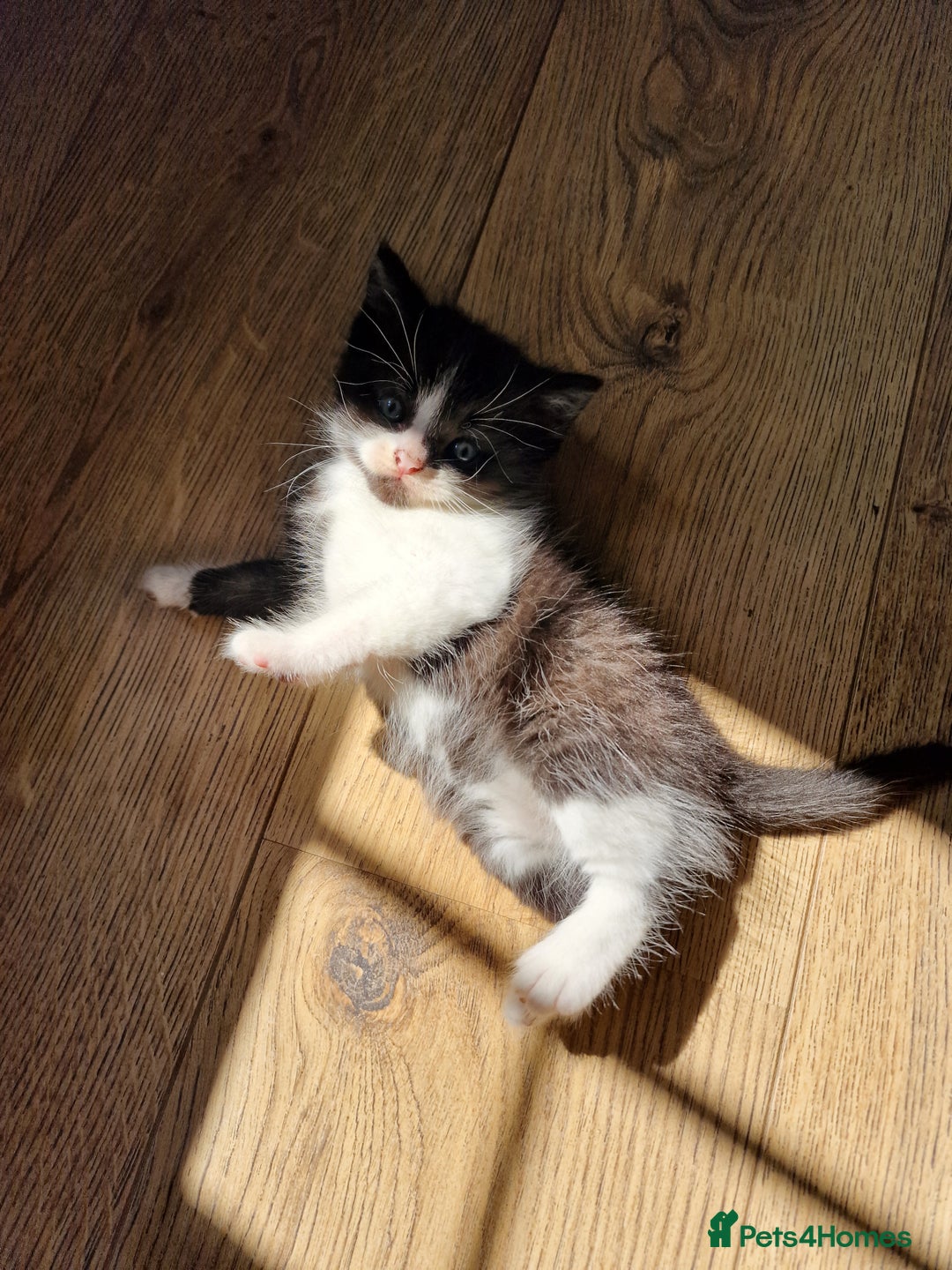 Mixed Breed cats for sale: Beautiful and very playful Male kitten 😸  - Image 8