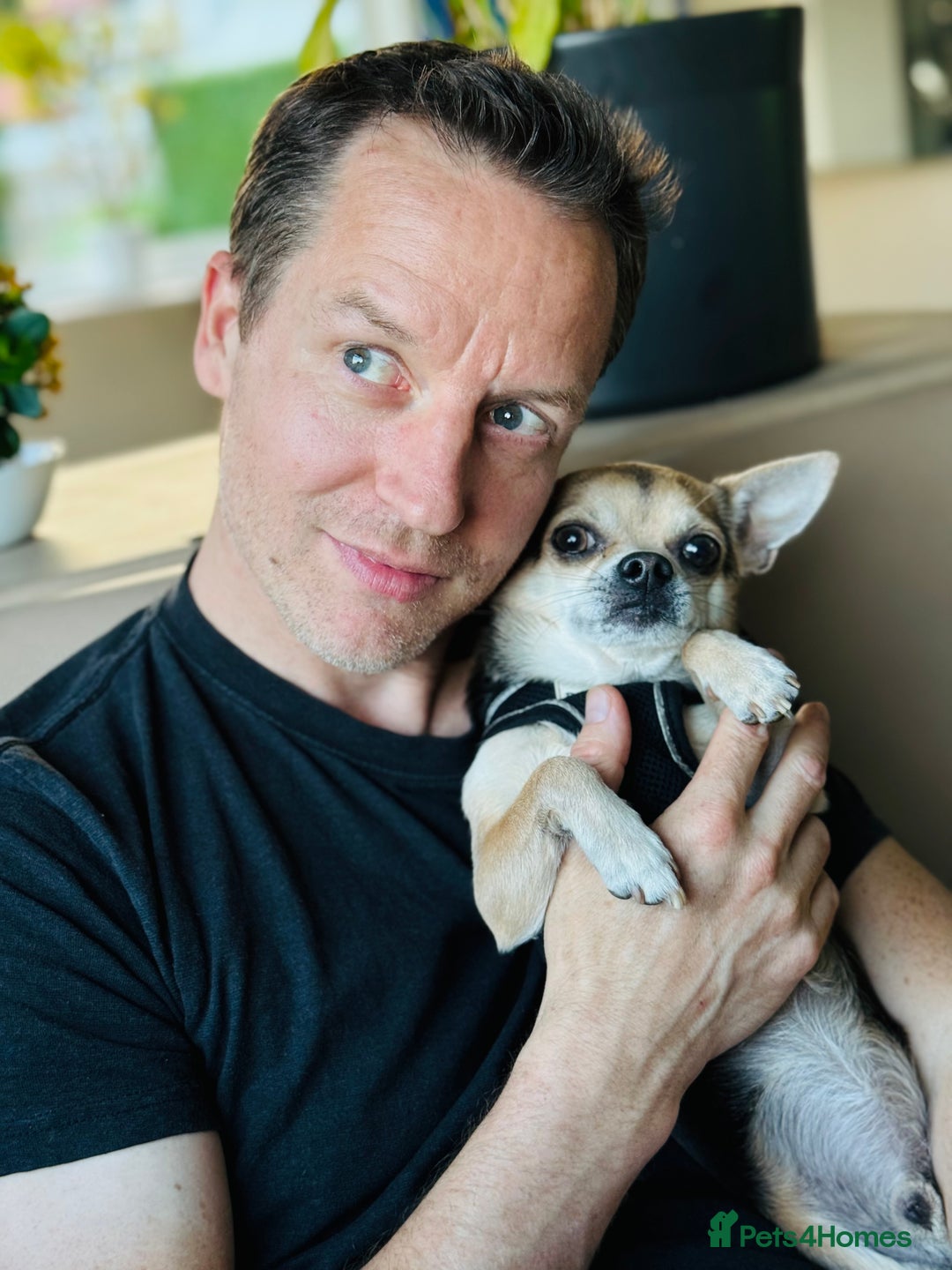 Chihuahua dogs for stud: Kenobi  - Advert 13