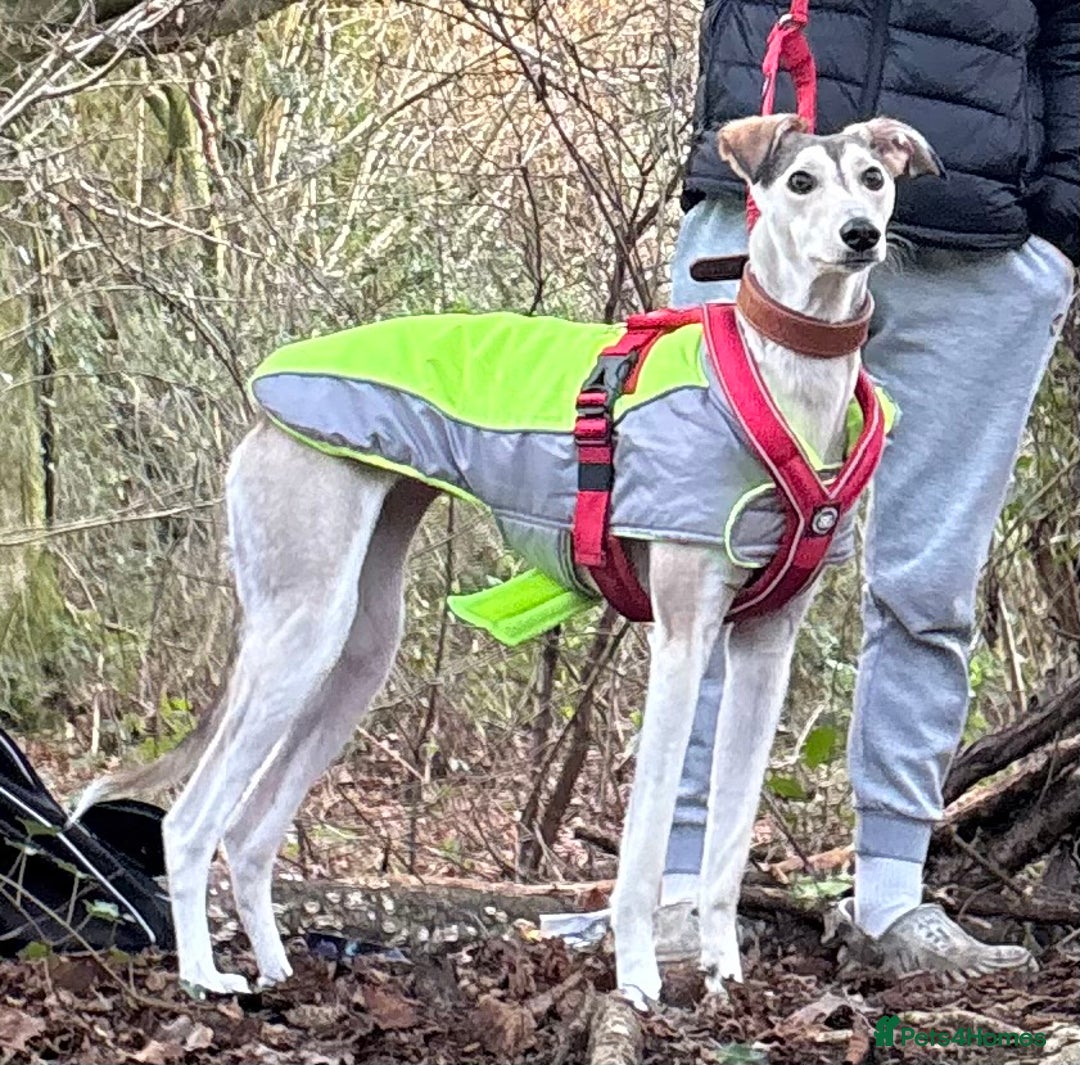 Mixed Breed dogs for sale: nova  - Advert 1