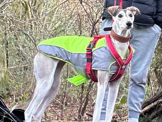 Mixed Breed dogs nova - Advert 2