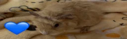 Guinea Pig rodents for sale: Beautiful Fluffy Piggies 2x Boys 2x Girls in Battle - Advert 10