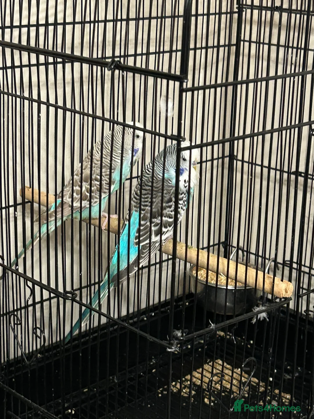 Budgerigars birds for sale: 2 budgies for sale 1 male 1 female  in Mexborough - Advert 3