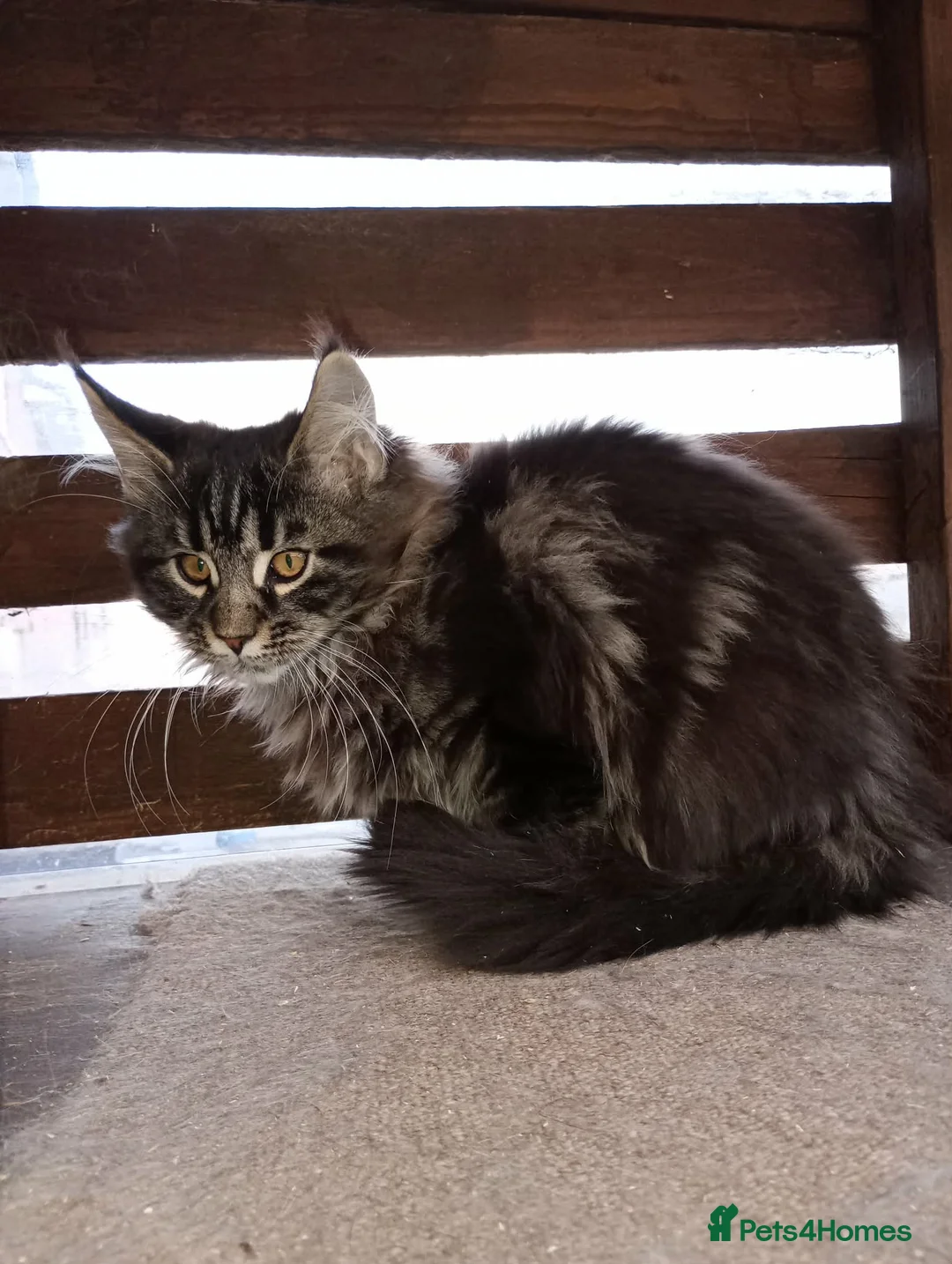 Maine Coon cats for sale: Maine coon XL pedigree active - Advert 2