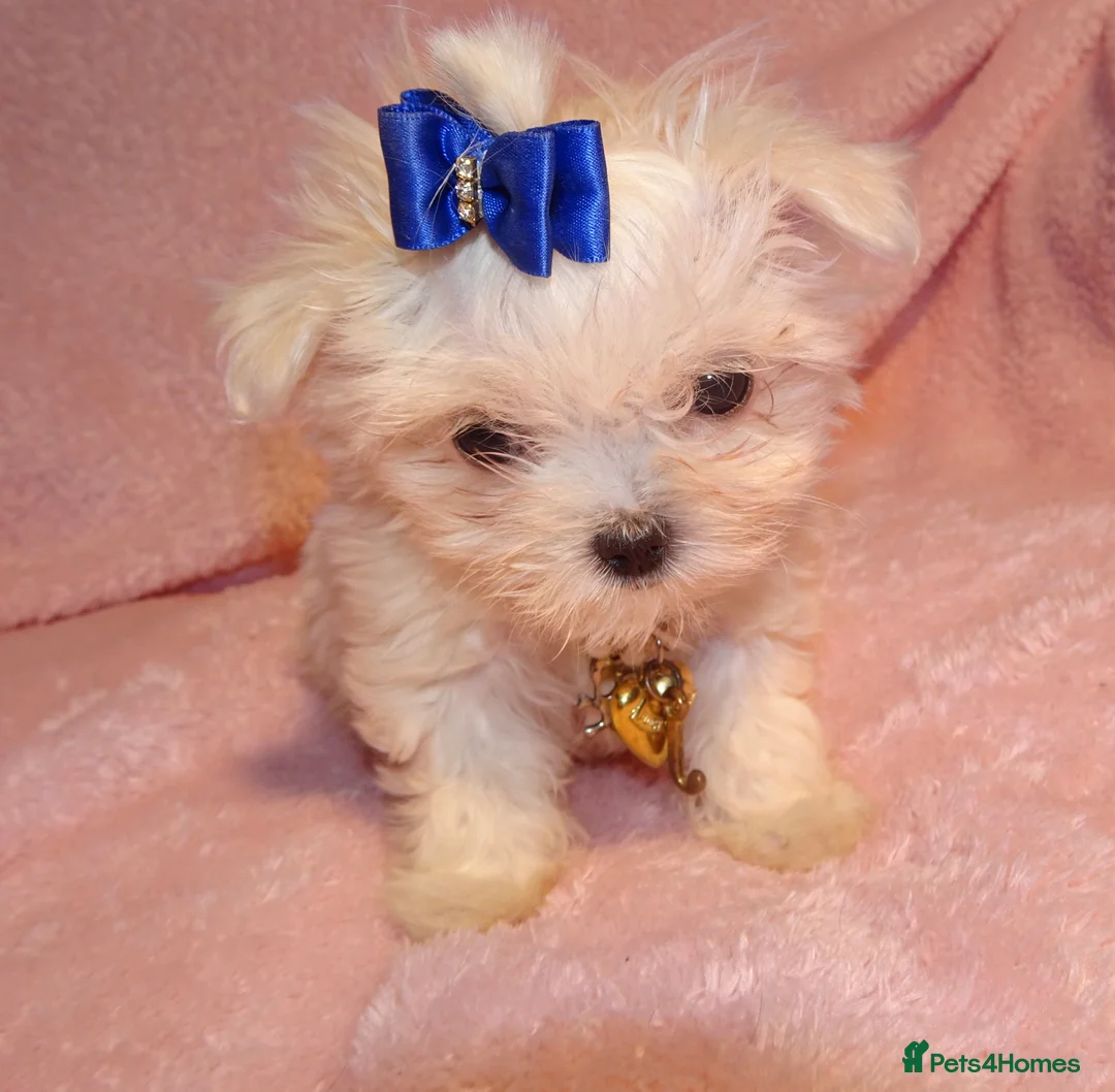 Maltese dogs for sale: ****Exquisite KC Registered Maltese Boy Puppy****  - Advert 17