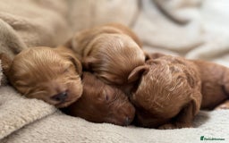 Cockapoo dogs for sale: 2 weeks old cockapoos  - Image 24