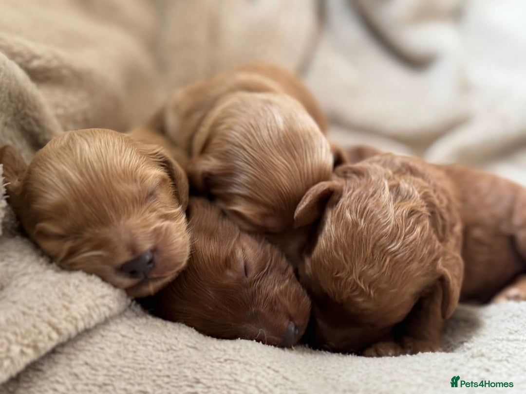 Cockapoo dogs for sale: 2 weeks old cockapoos  - Image 24