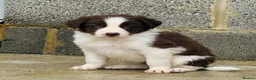 Border Collie dogs for sale: Gorgeous border collie puppies  - Advert 17