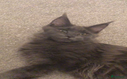 Maine Coon cats for sale: Beautiful Blue/Black Smoked or Solid Maine Coons  - Image 16
