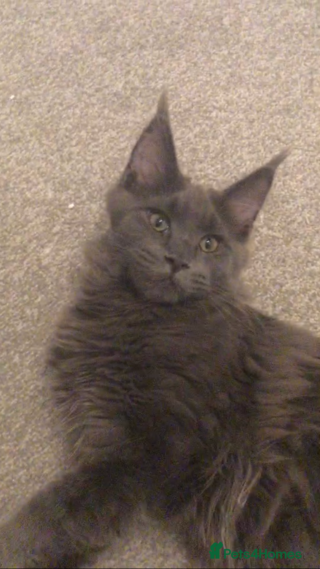Maine Coon cats for sale: Beautiful Blue/Black Smoked or Solid Maine Coons  - Image 16
