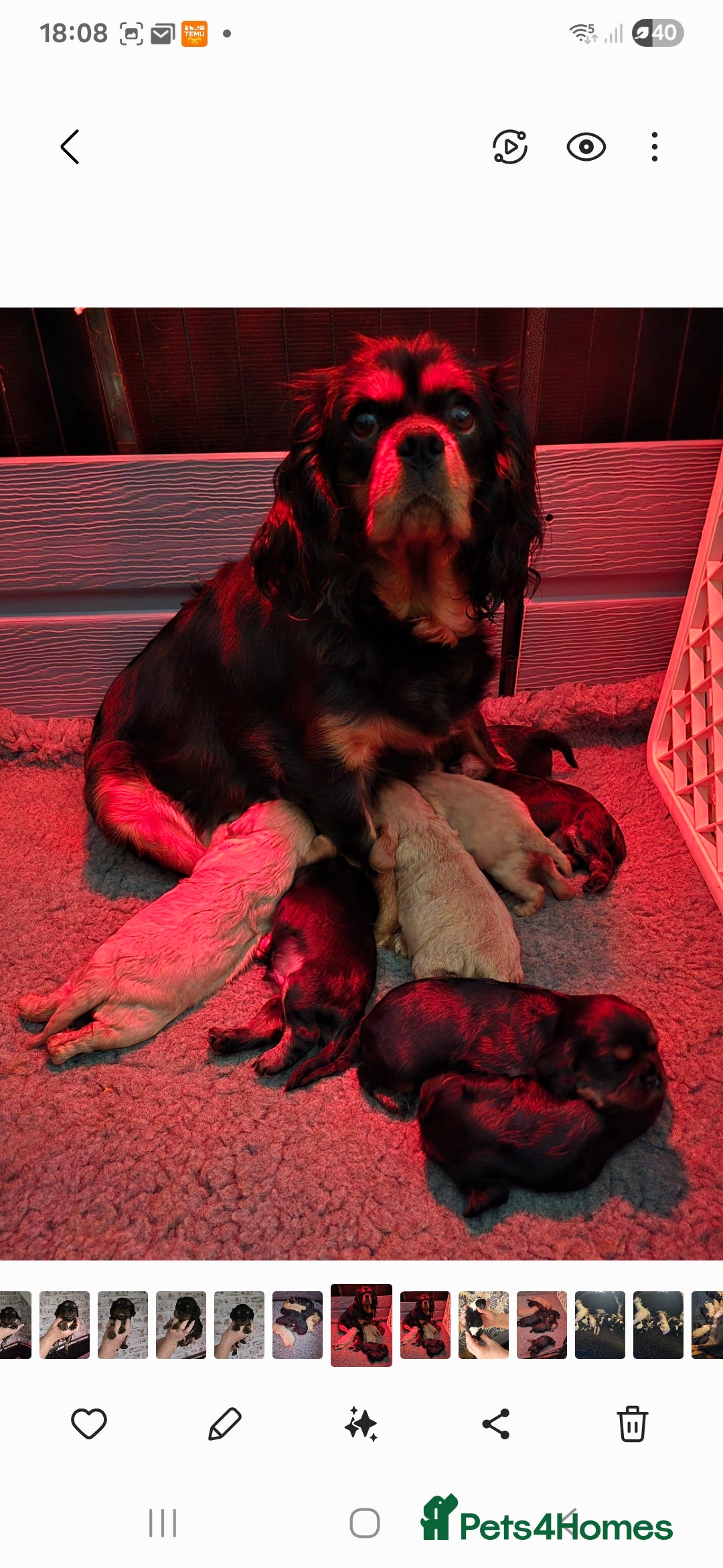 Cavalier King Charles Spaniel dogs for sale: Beautiful Cavalier King Charles Puppies  - Advert 16