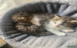 RagaMuffin cats for sale: Beautiful ragdoll x kittens 1 LEFT READY NOW - Image 12