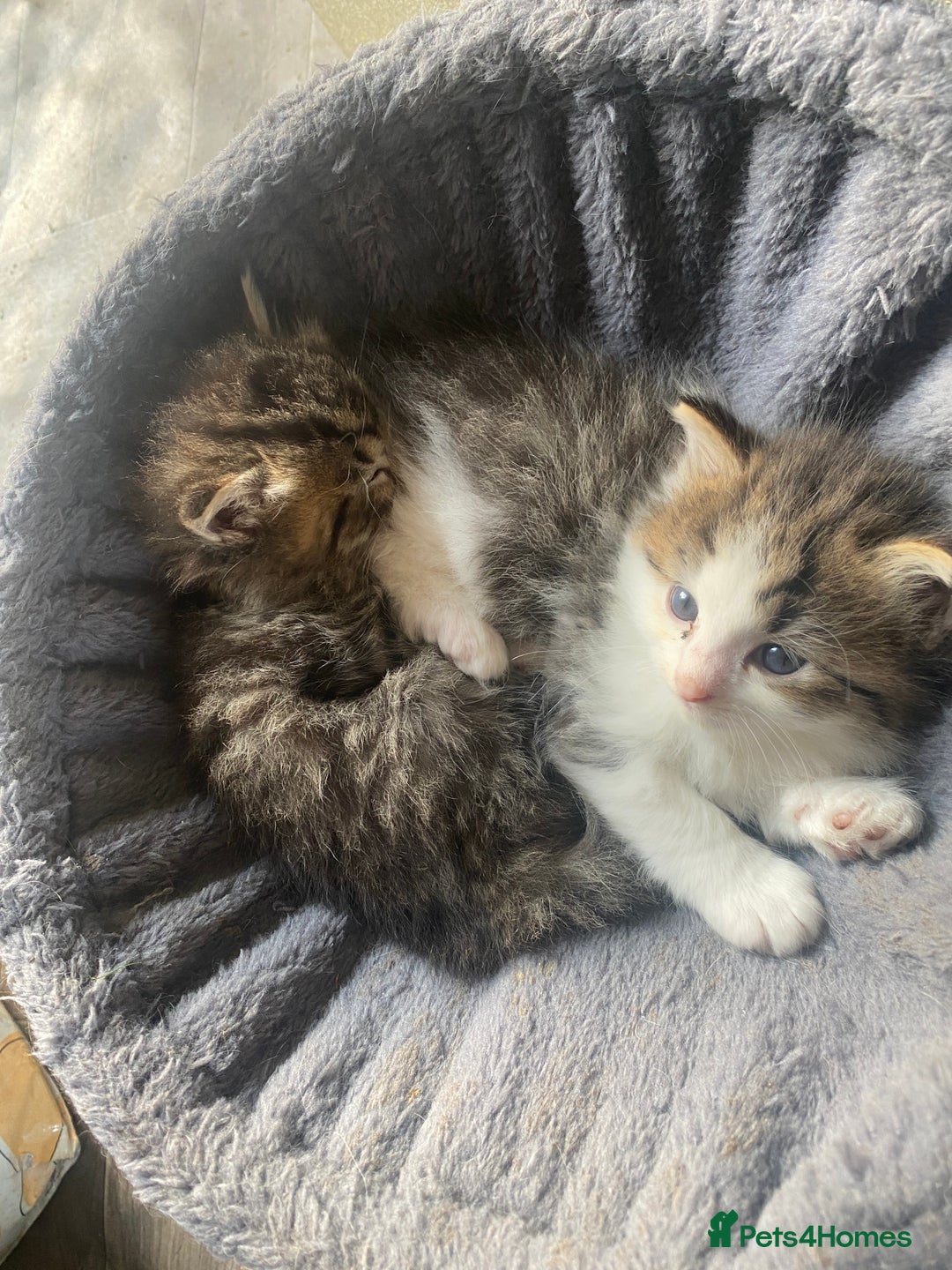 RagaMuffin cats for sale: Beautiful ragdoll x kittens 1 LEFT READY NOW - Image 12