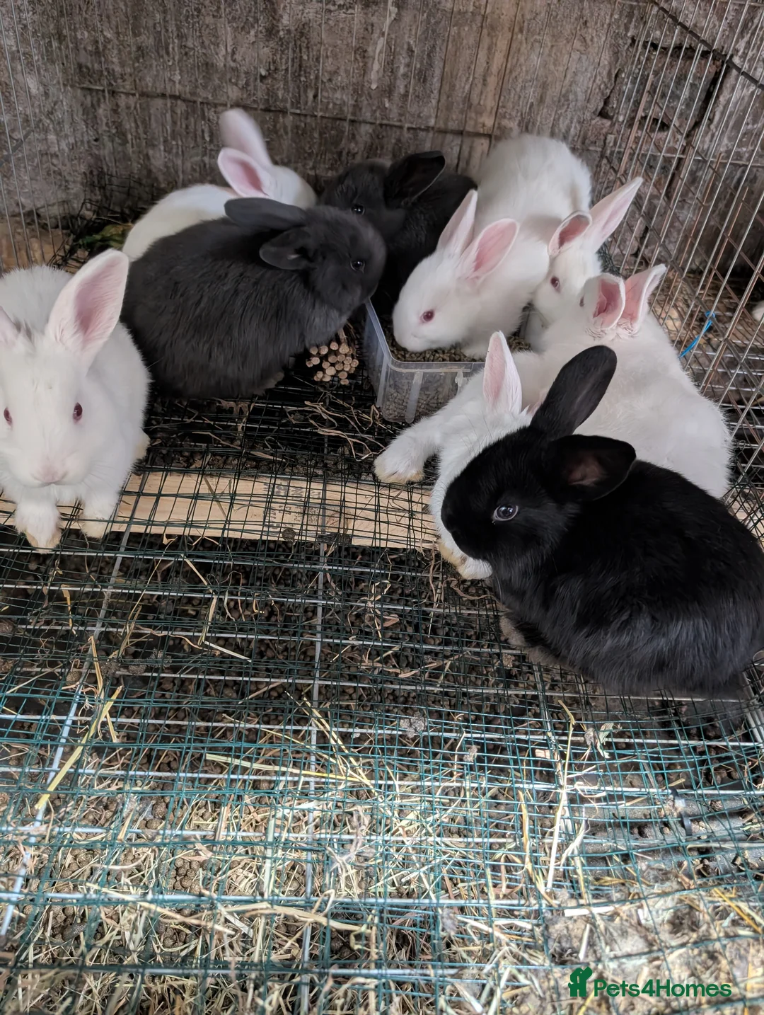 Mini Lop rabbits for sale: Pure mini lop - Advert 2