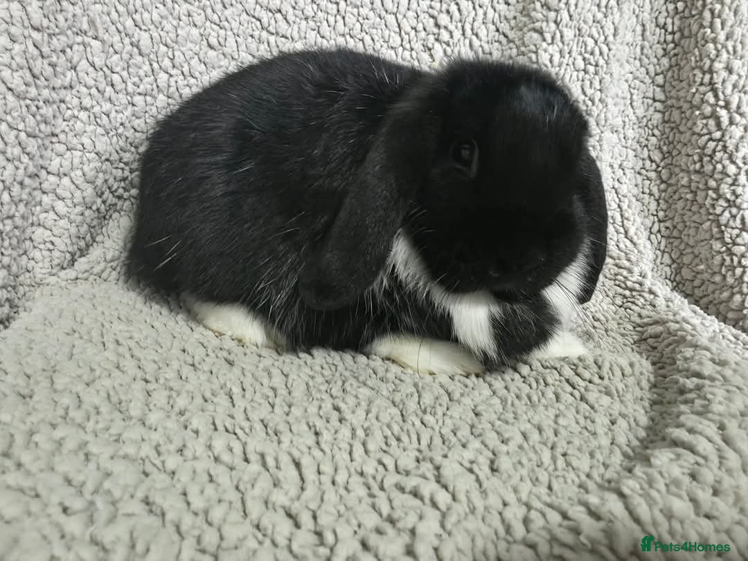 Mini Lop rabbits  mini lops looking for a loving home - Advert 9