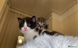 American Shorthair cats for sale: Kittens for Sale - Image 1