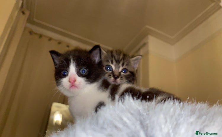 American Shorthair cats - Advert 2