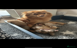 Pomeranian dogs for sale: Pomeranian puppies - Advert 12