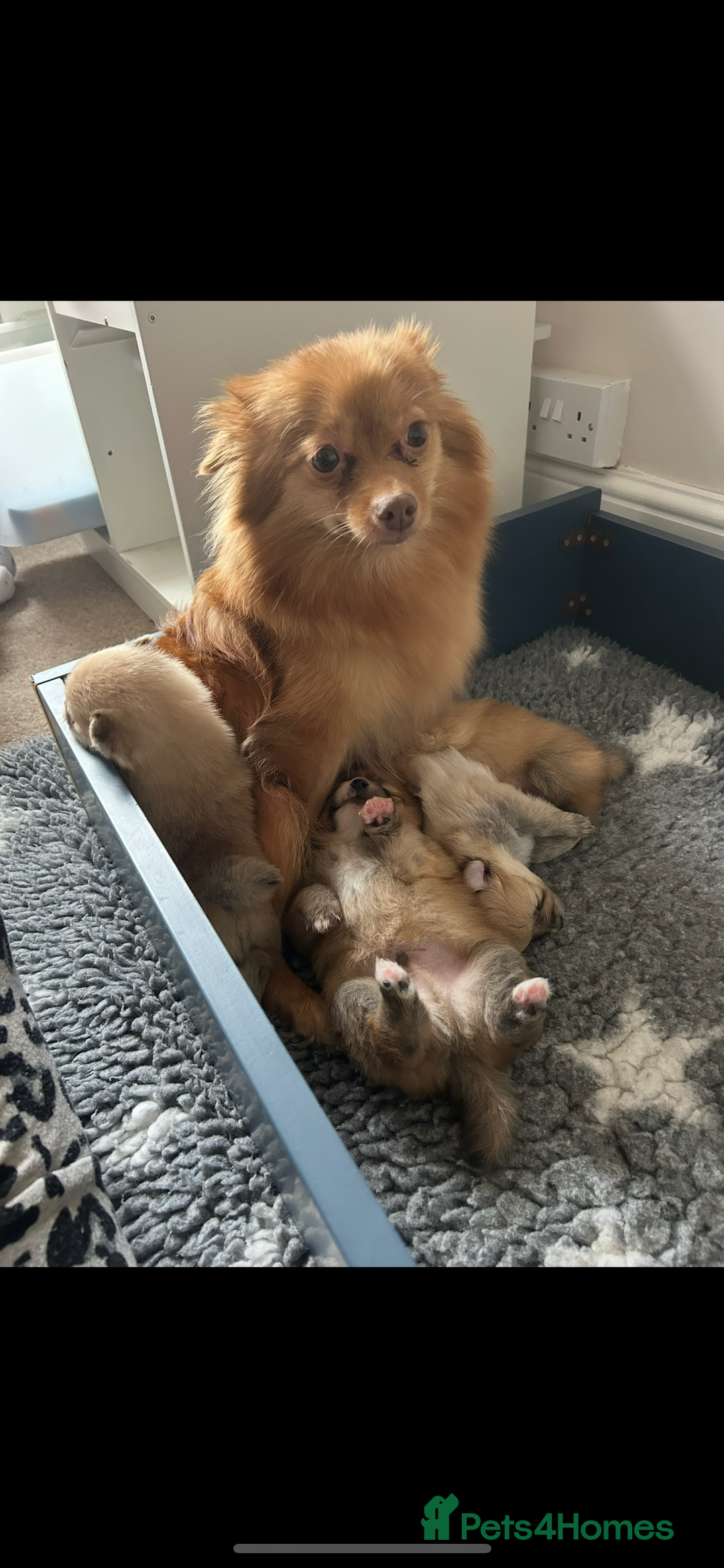 Pomeranian dogs for sale: Pomeranian puppies - Advert 12