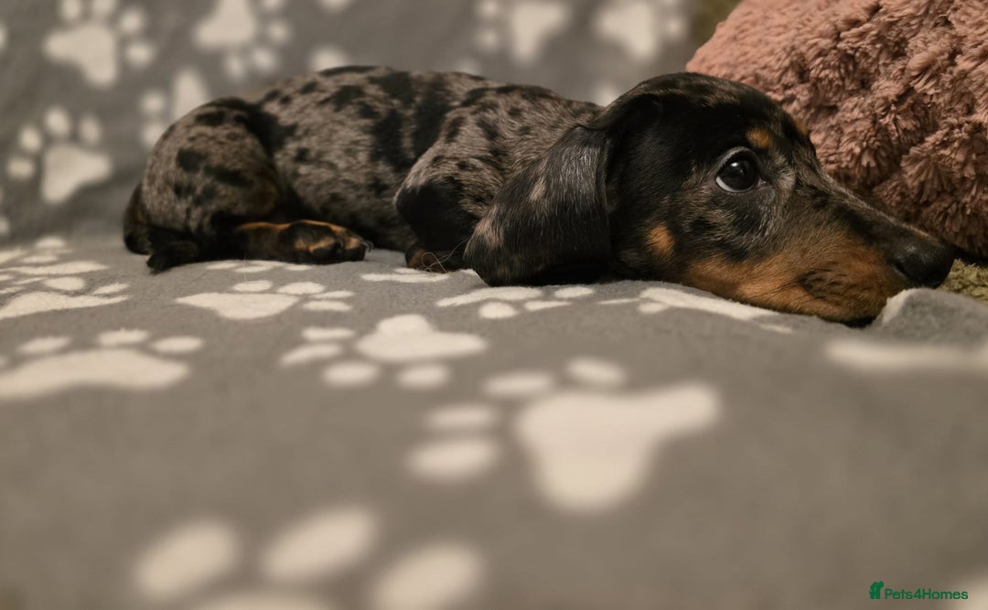 Miniature Dachshund dogs for sale: Miniature dachshund - Advert 7