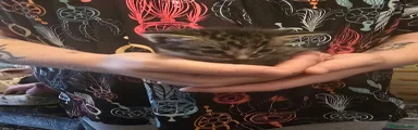 Tabby kitten male