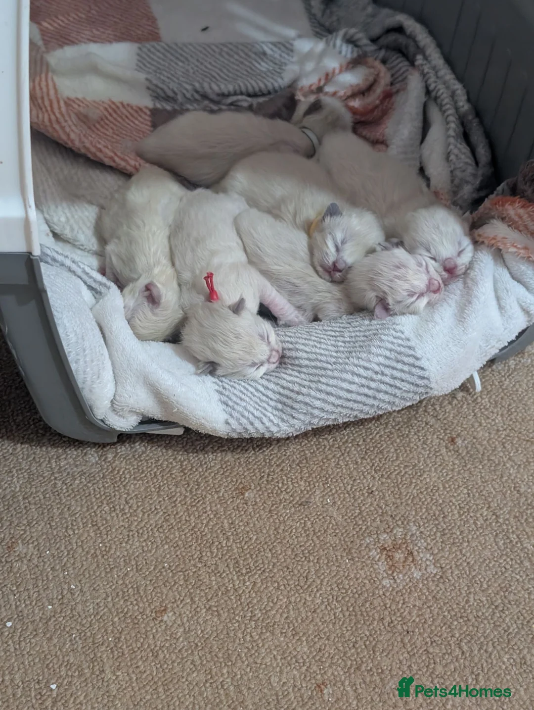 Ragdoll cats for sale: 5 beautiful ragdoll kittens  in Liverpool - Advert 14