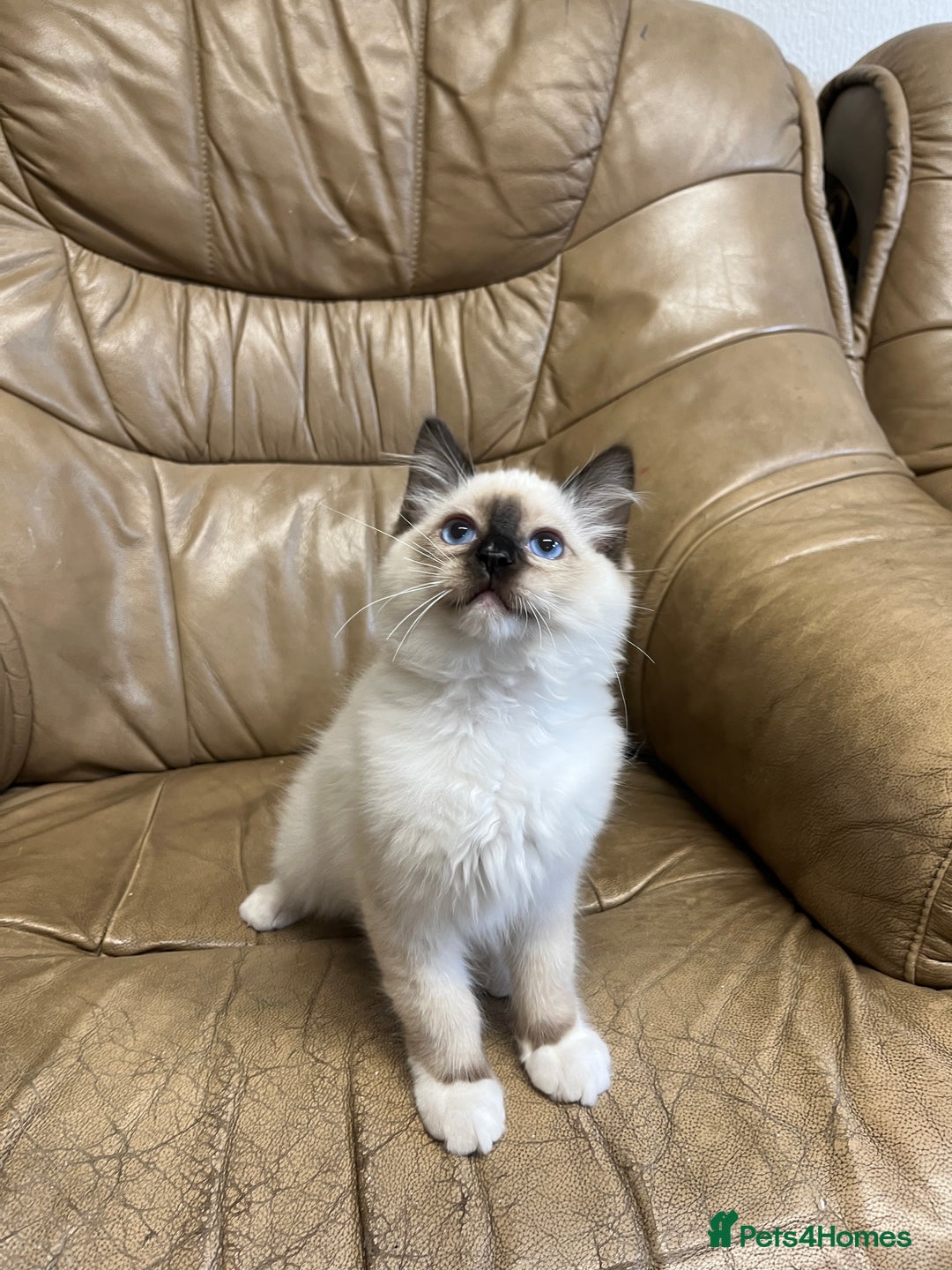 Ragdoll cats for sale: Beautiful Seal Ragdoll Kittens! 2 boys + 1 girl - Image 5